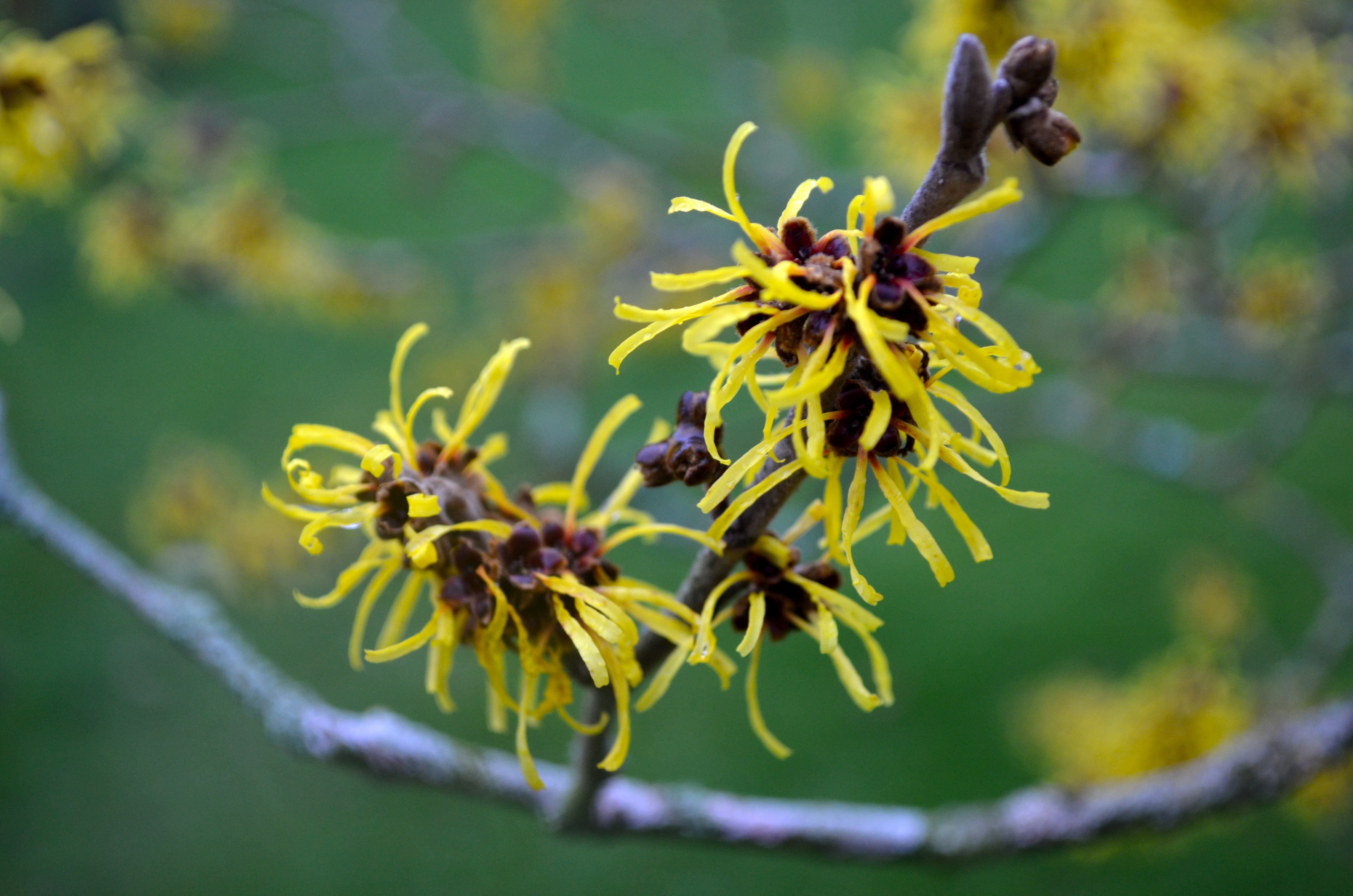 Seasonal Highlights at the Arboretum | Oxford Botanic Garden and Arboretum