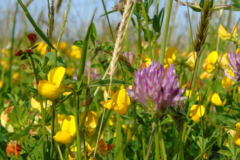 wildflower meadow