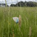 Butterfly in the Meadow