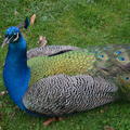 Peacock Sitting