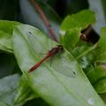 Red Dragonfly