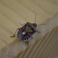 Shield Bug