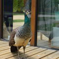 Peahen