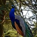Peacock at the Arboretum