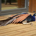 Peacock Sunbathing