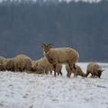 Winter Sheep Arboretum