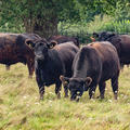 harcourt arboretum  cattle  livestock  meadows