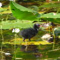 Moorhen Chick