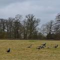 peafowl in the meadow