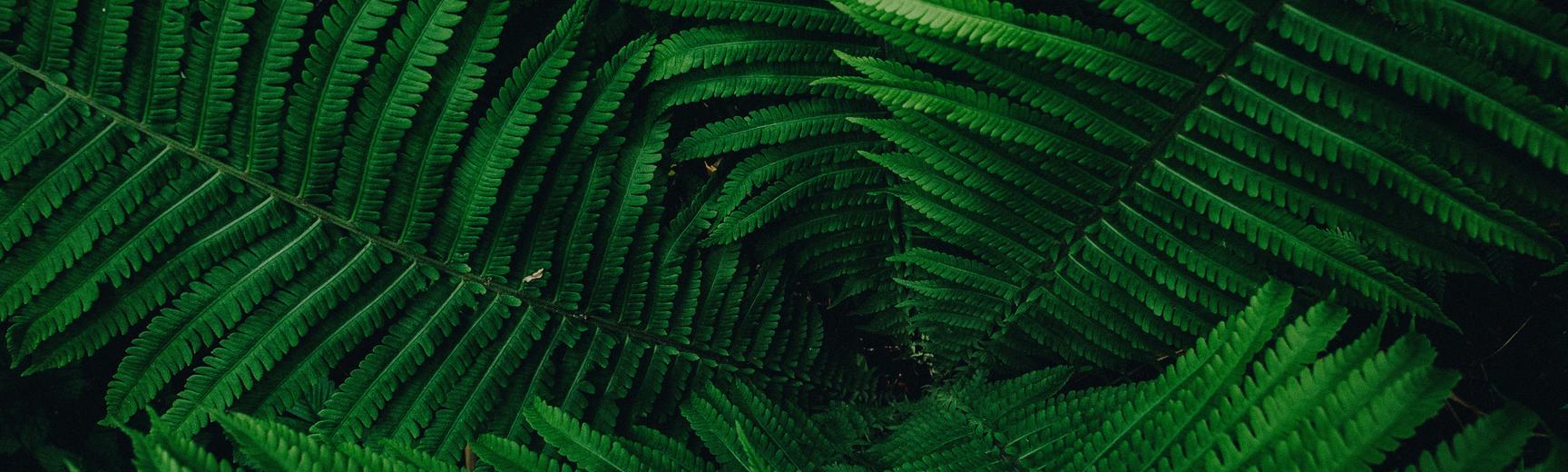 botanical pattern  fern