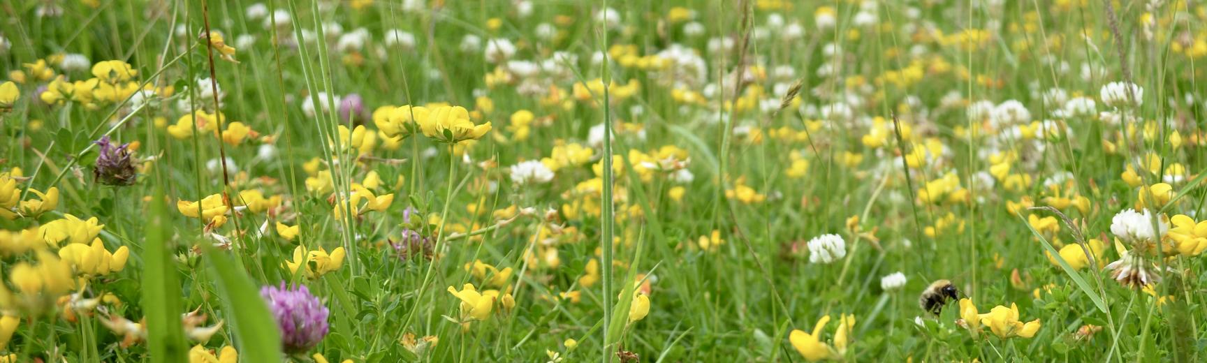 Wildflower Meadows