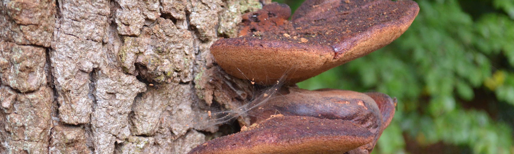 Bracket Fungi