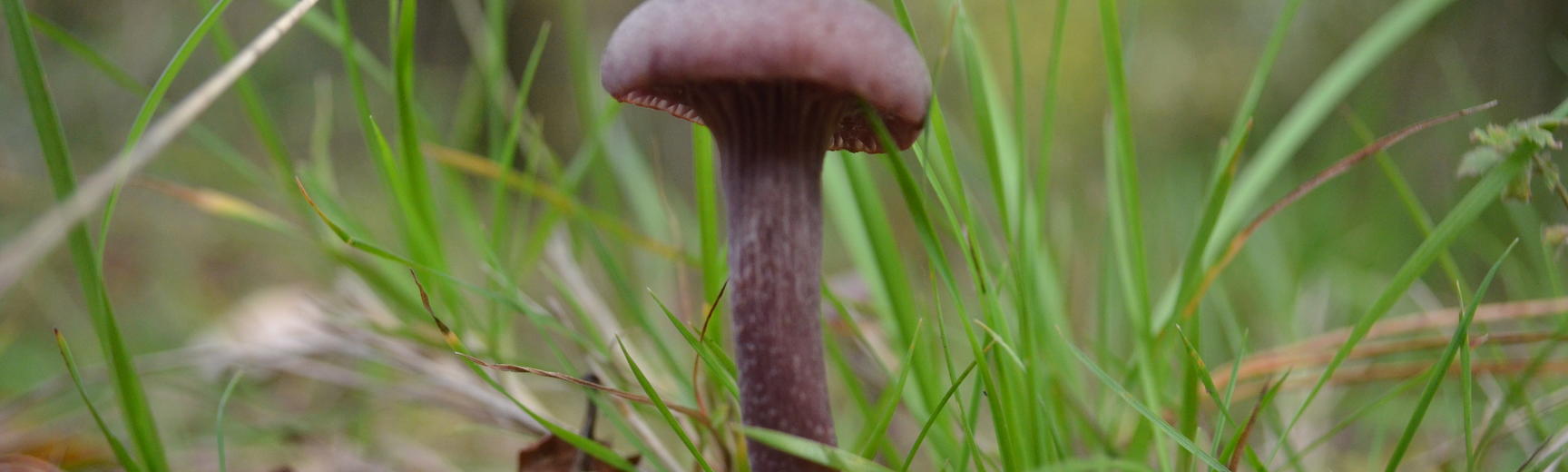 Purple Mushroom