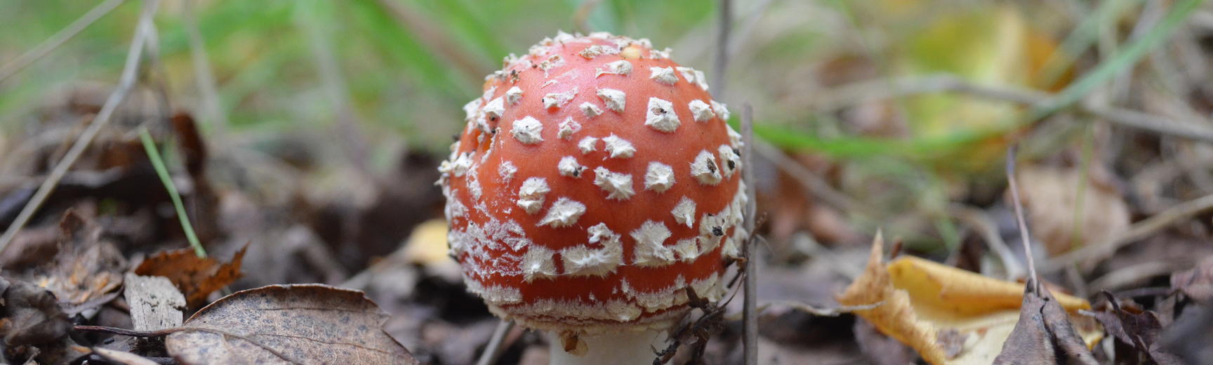 Spotty Mushroom