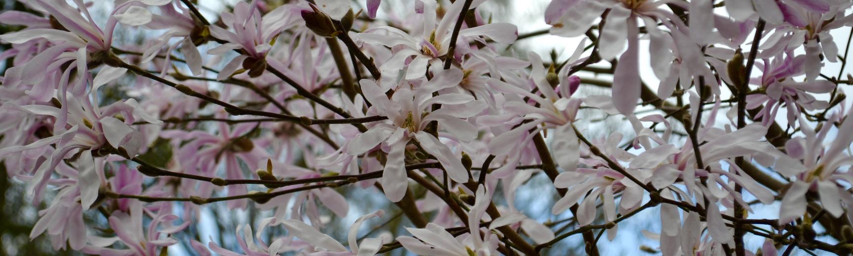 Magnolia × loebneri 'Leonard Messel'