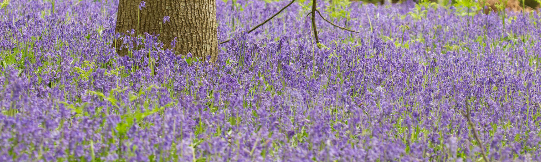 Bluebell Wood - Harcourt Arboretum