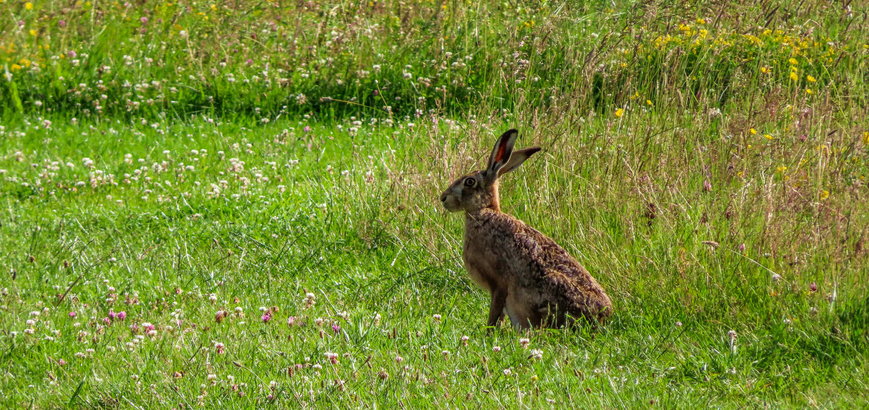 arboretum  meadow  hare  img 8808 2