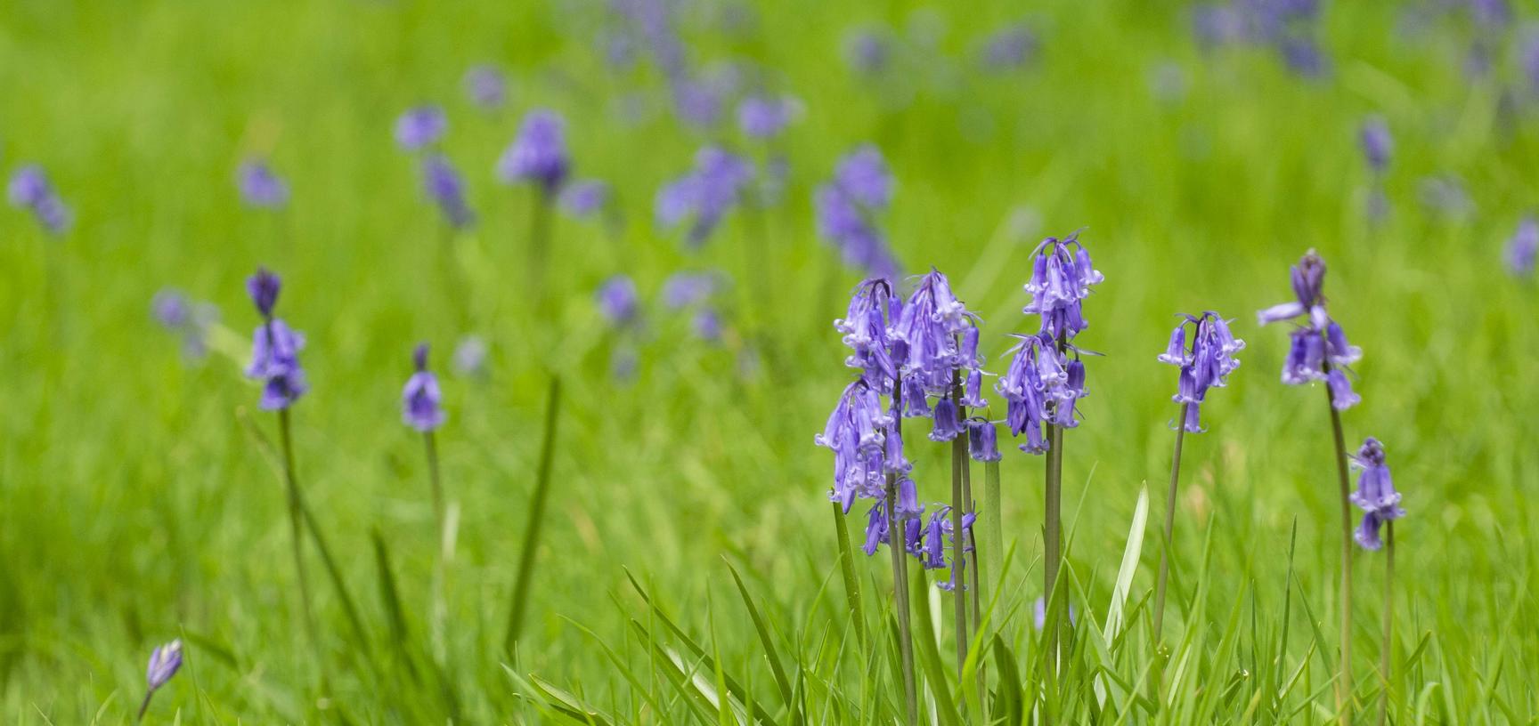 bluebell wood  p1010762