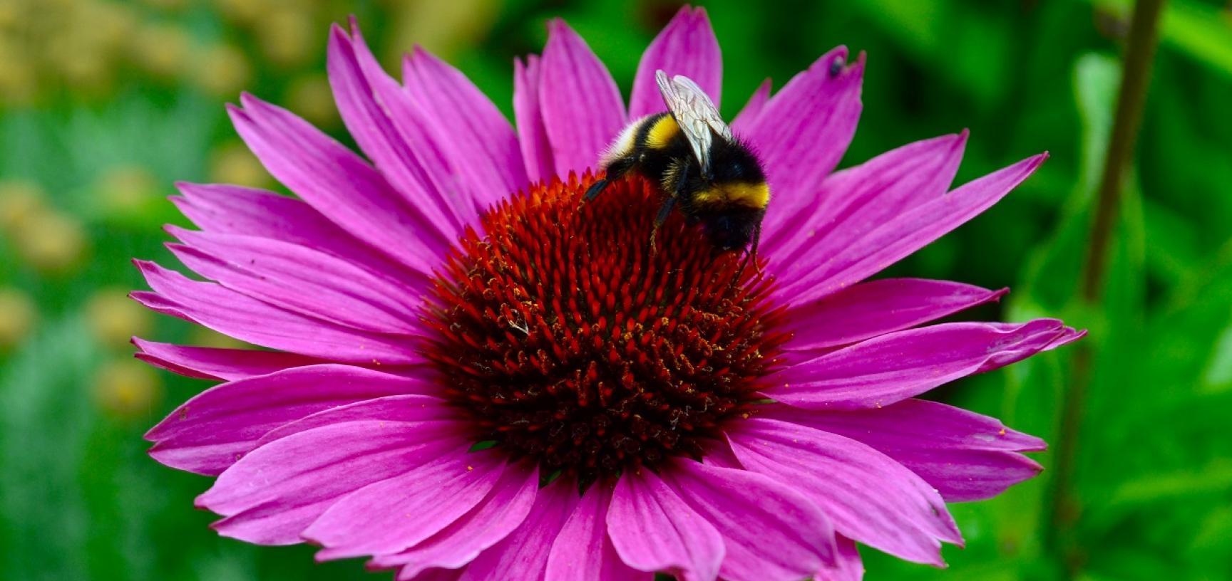 bumblebee and pink flower