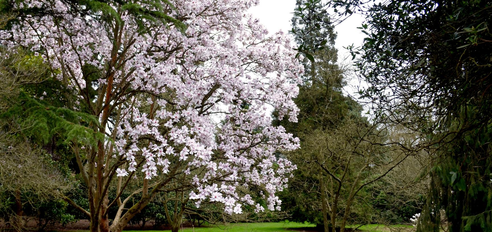 Magnolia Glade in March