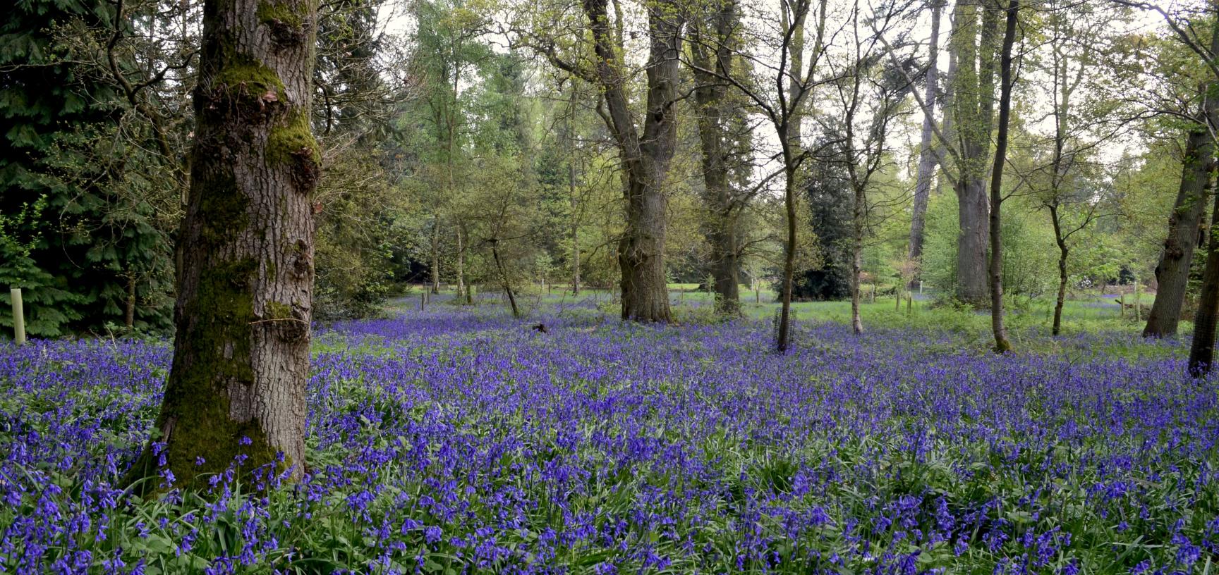 Bluebell Wood in May