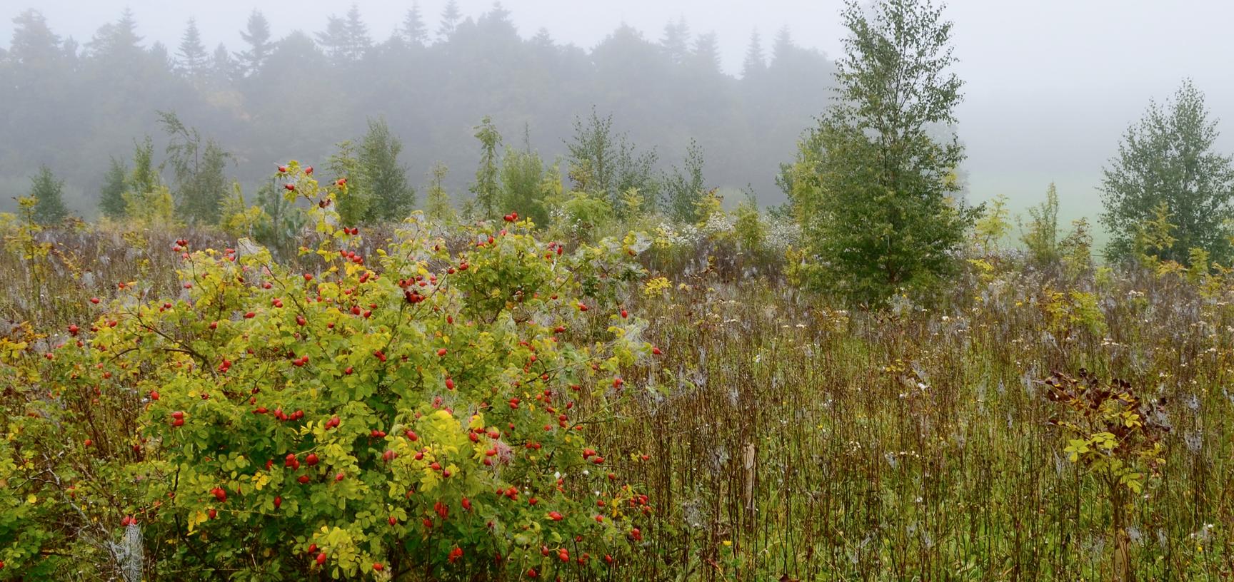 Meadow in Autumn