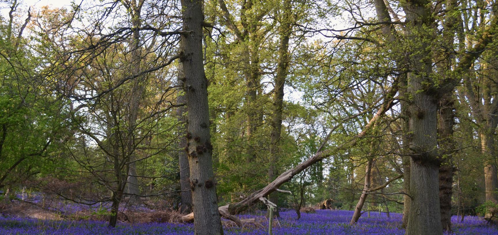 Bluebell Wood in May