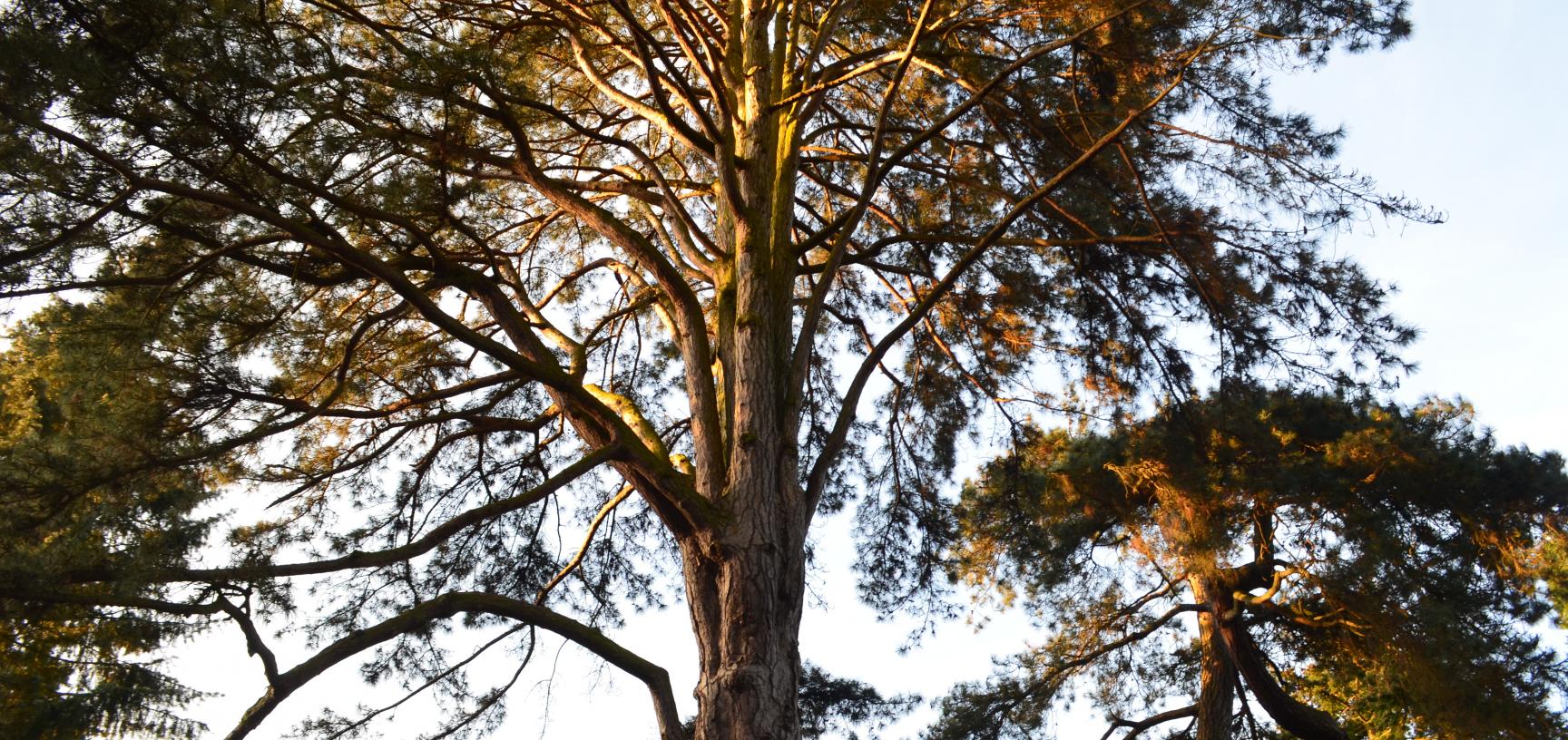 Pinus Nigra Sunset