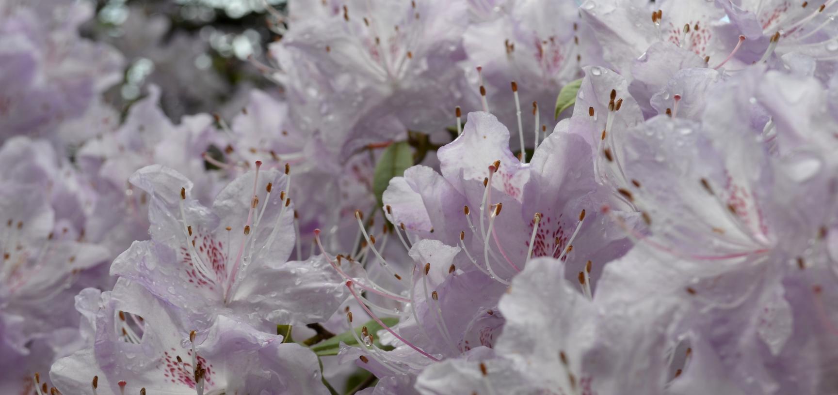 Serpentine Ride in Flower