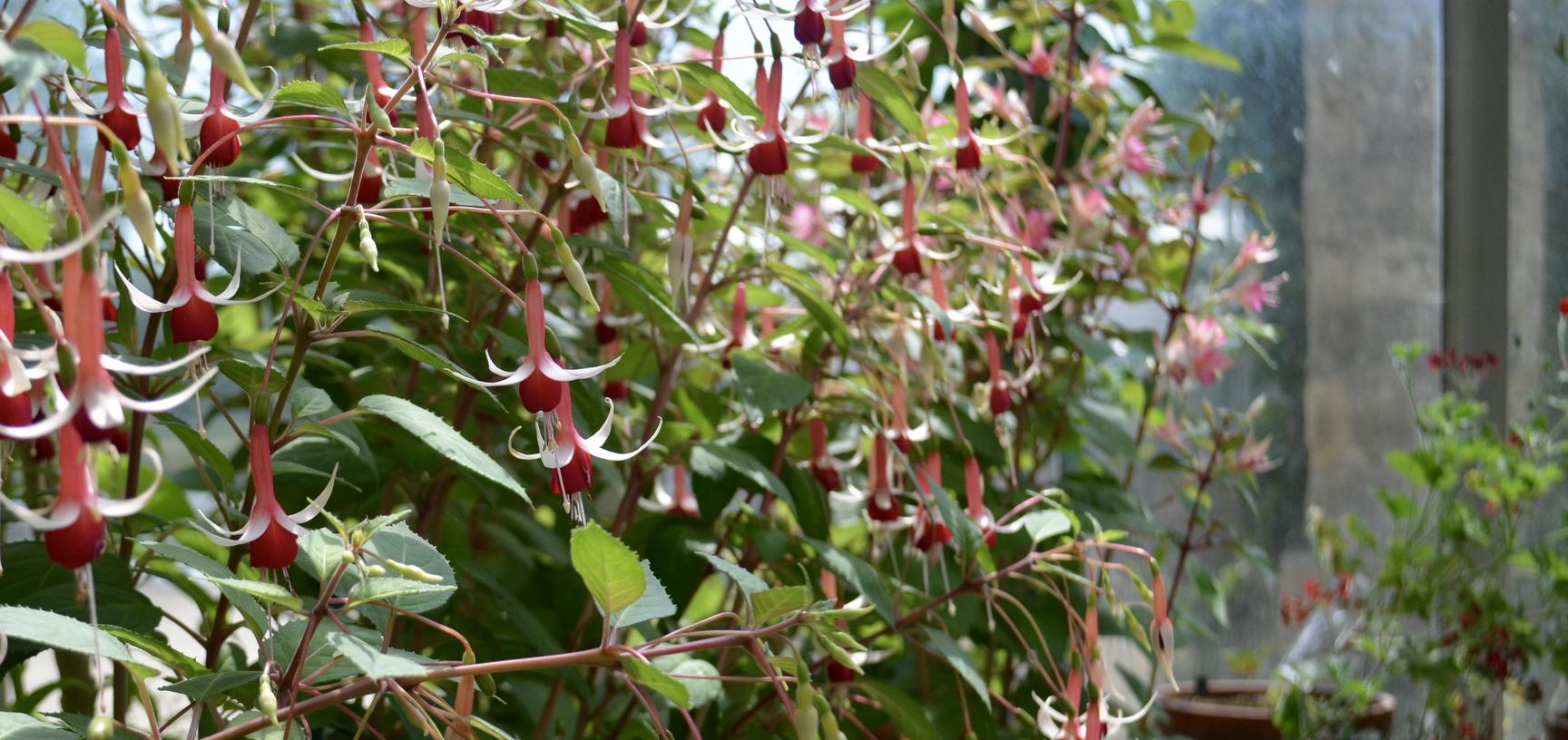 Fuchsia Display in the Conservatory