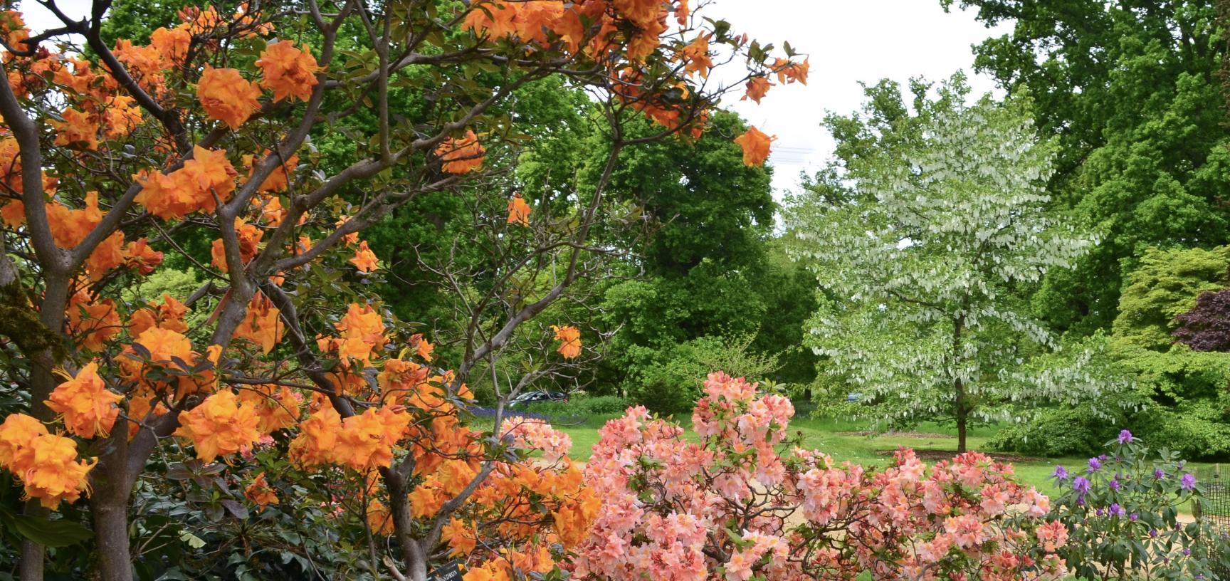 Azalea and Handkerchief Tree