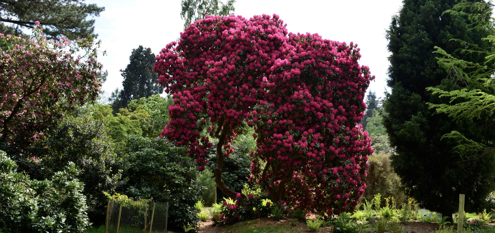 Rhododendron arboreum