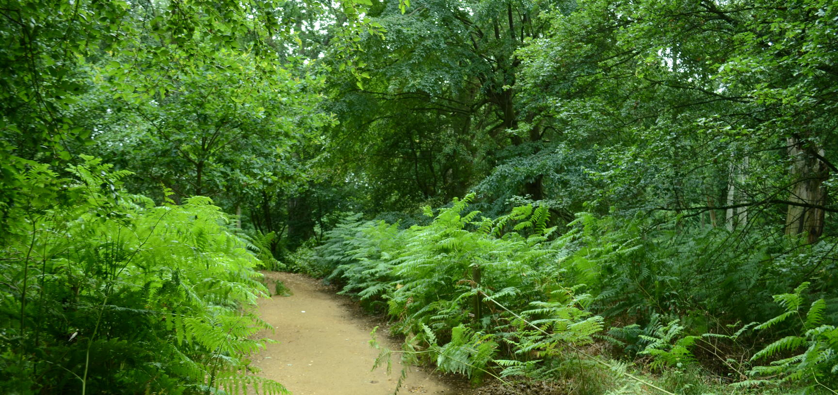 Bracken in Bluebell Wood