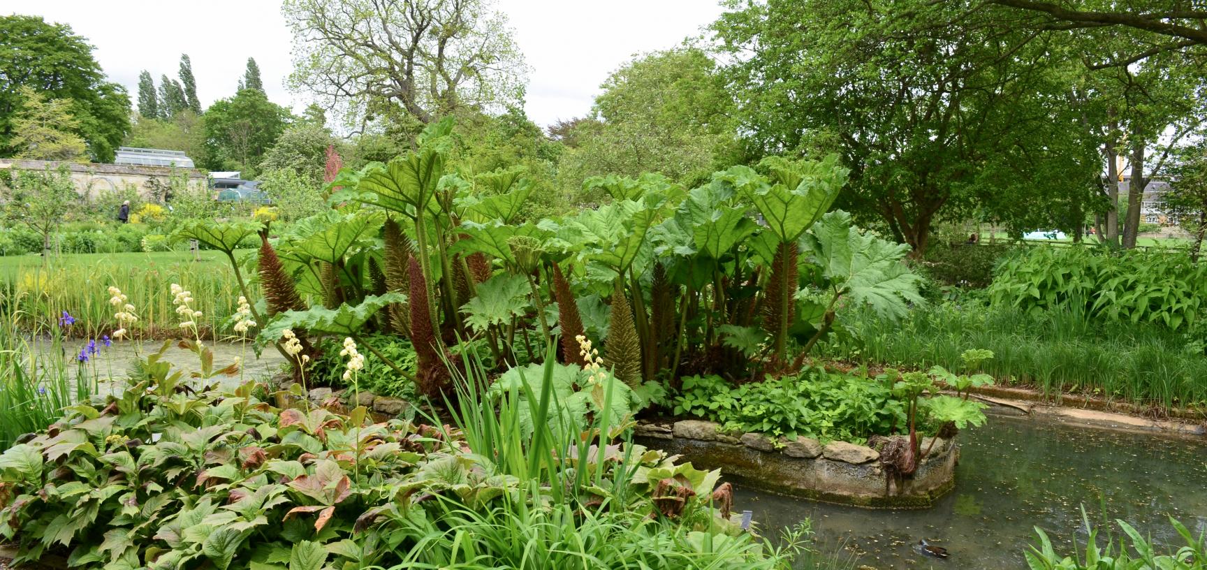 The Bog Garden