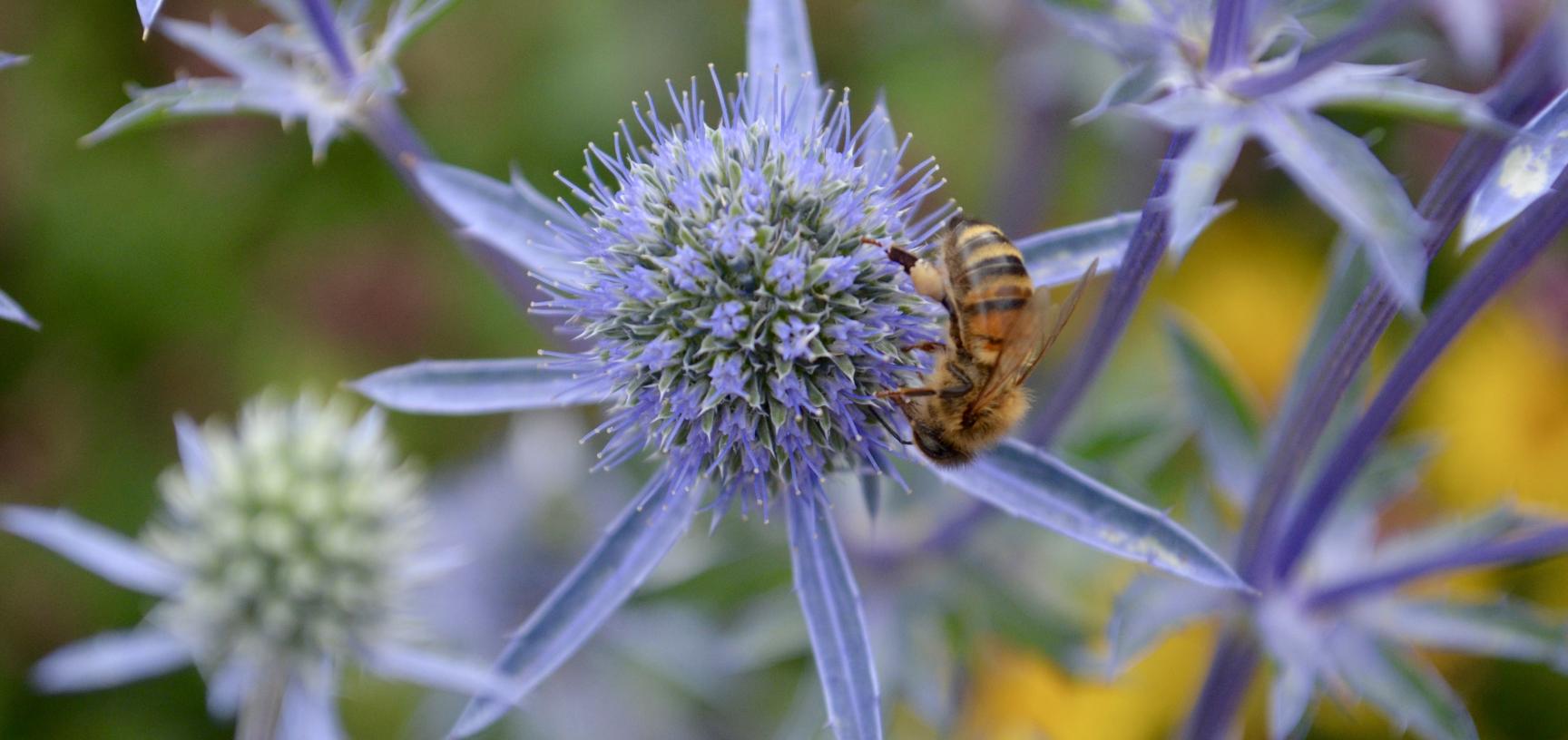 Thistle in the Merton Border with Bee