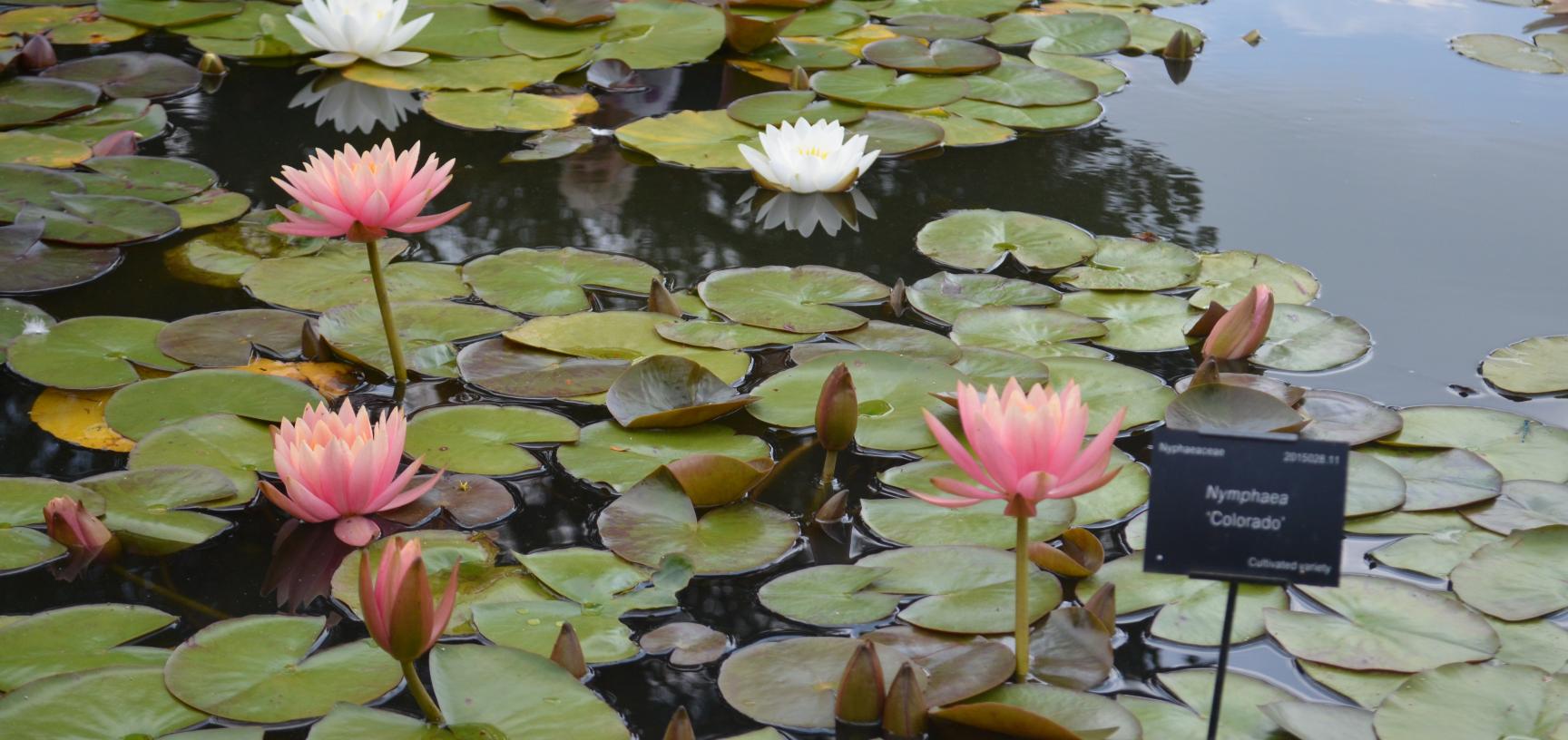 Lily Pond in the Lower Garden