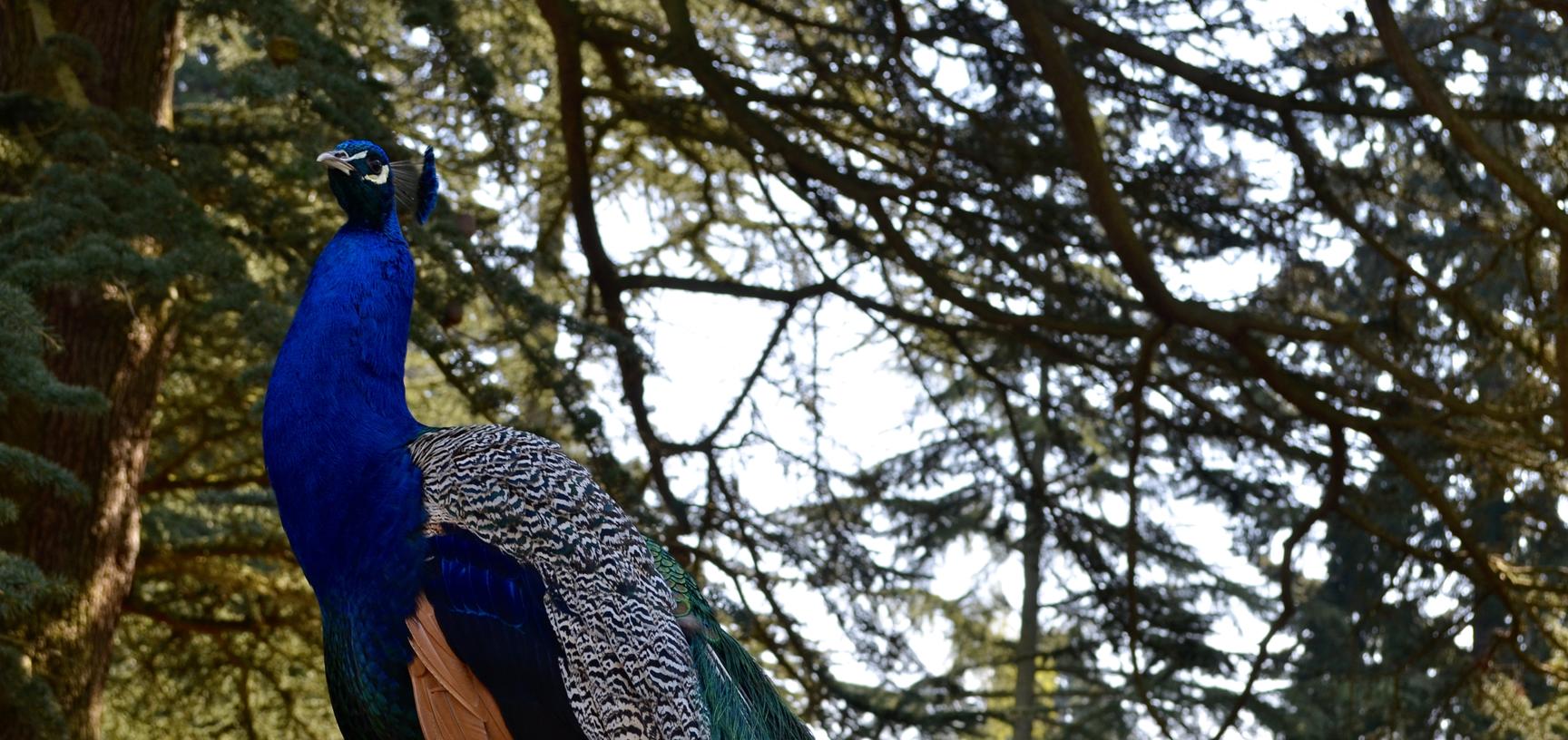 Peacock at the Arboretum