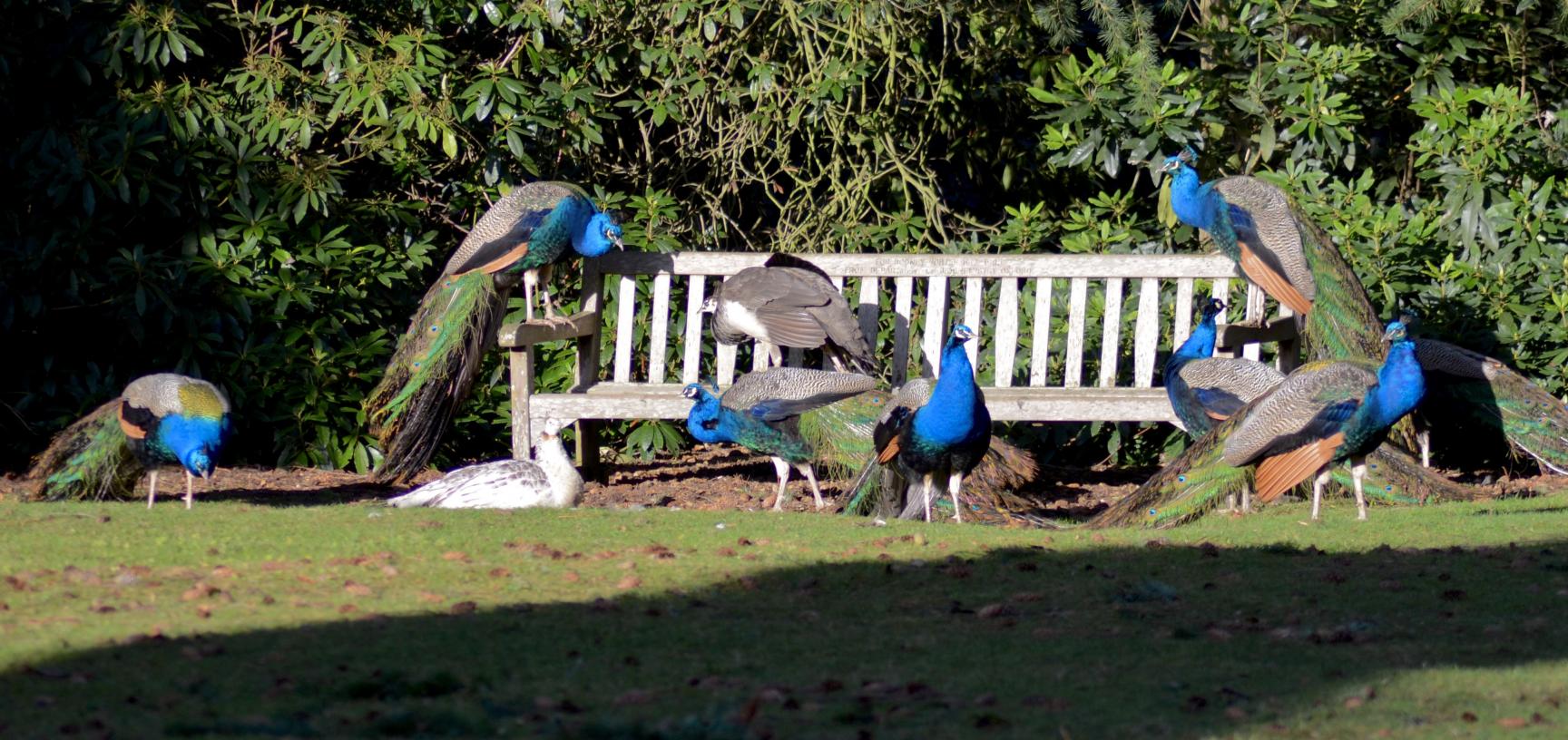 Bench of Peacocks