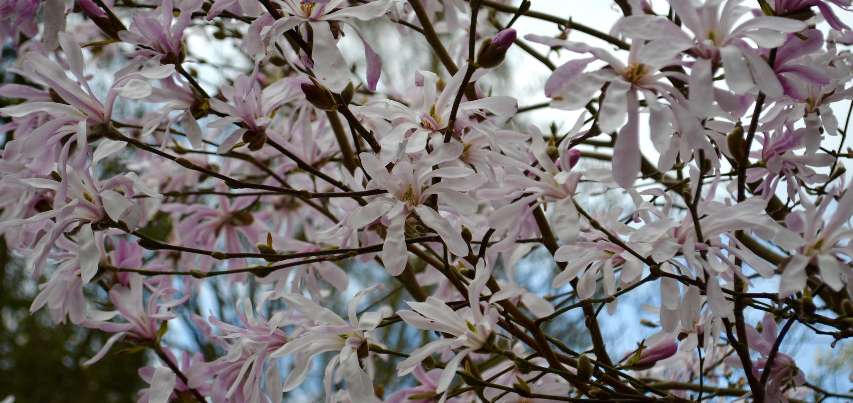 Magnolia × loebneri 'Leonard Messel'