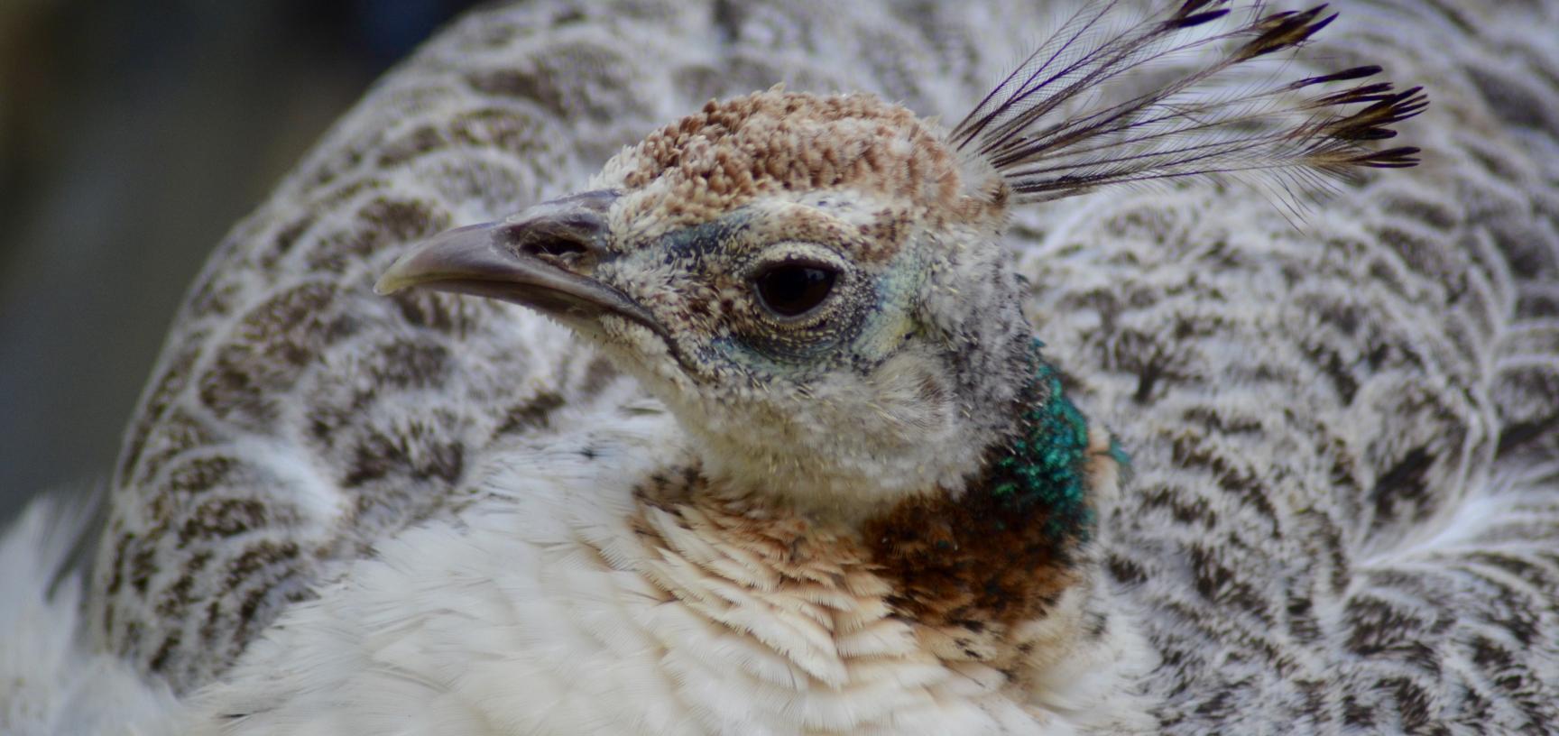 Peahen Peacock