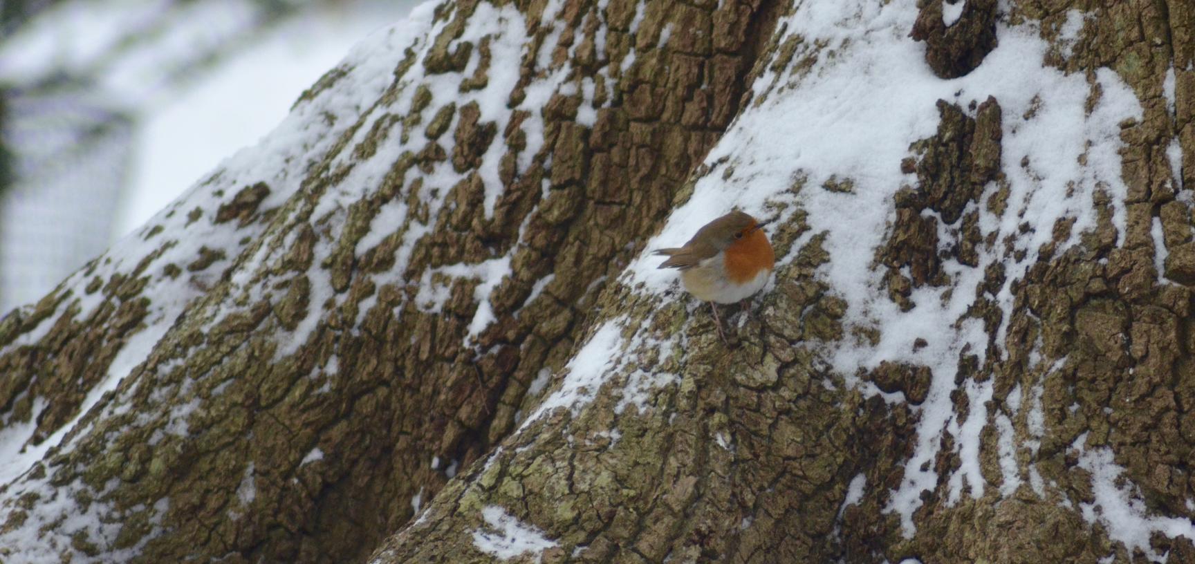 Robin Snow Arboretum