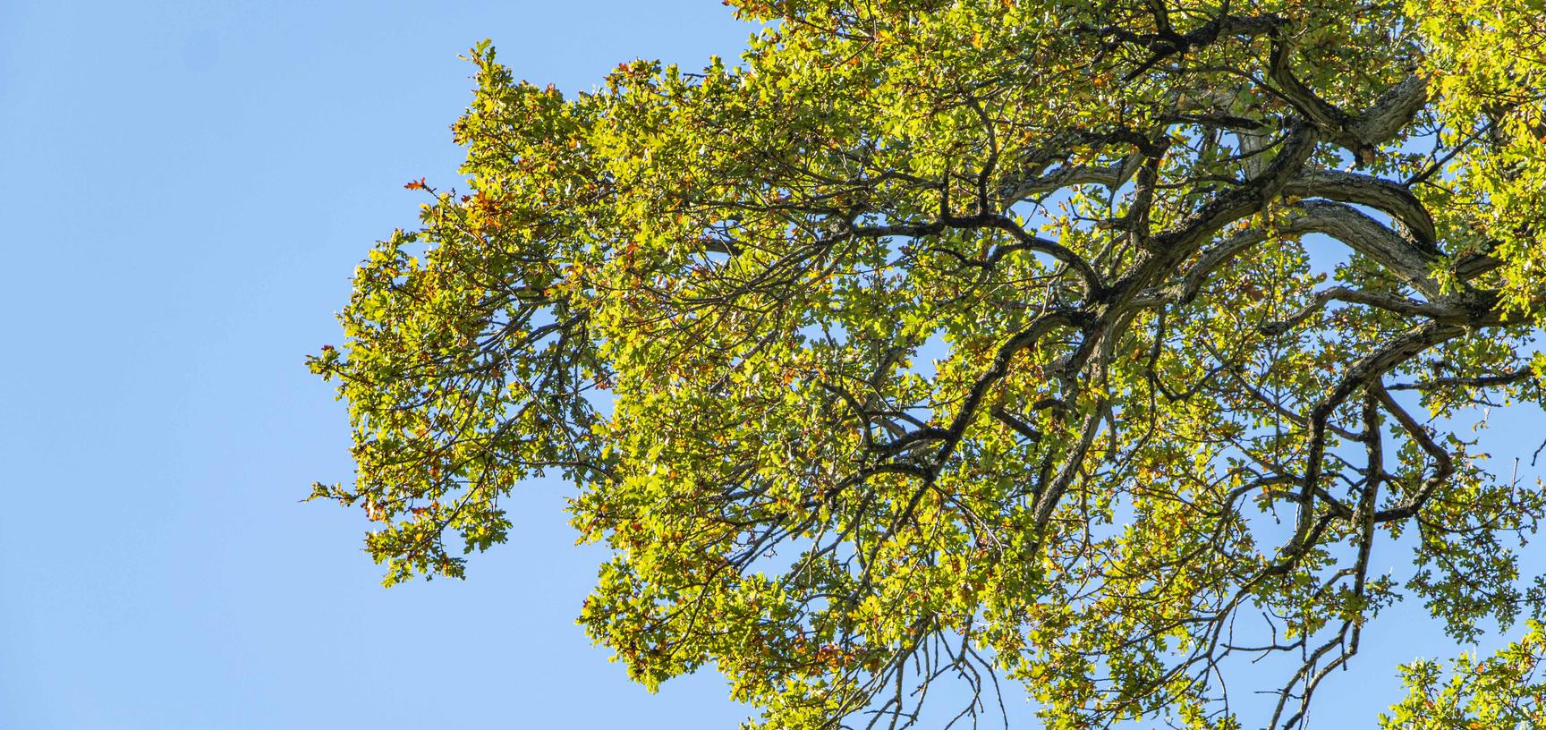 harcourt arboretum autumn 2021