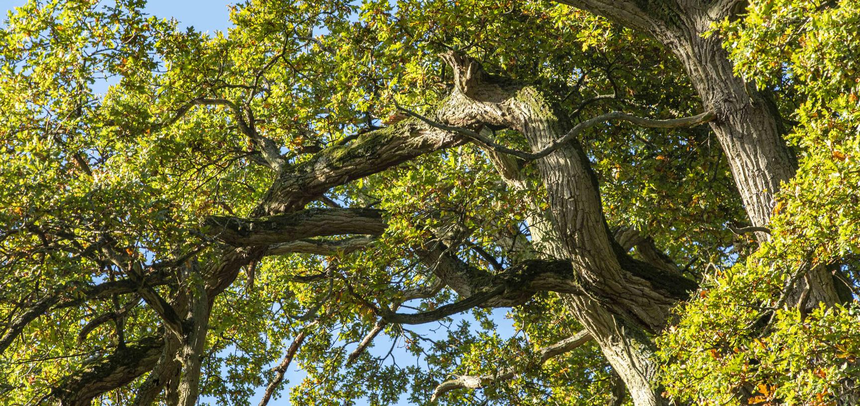 harcourt arboretum autumn 2021