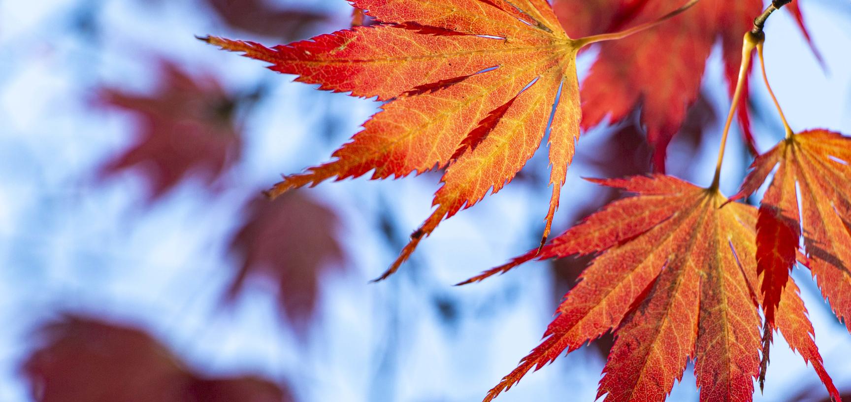 harcourt arboretum autumn 2021