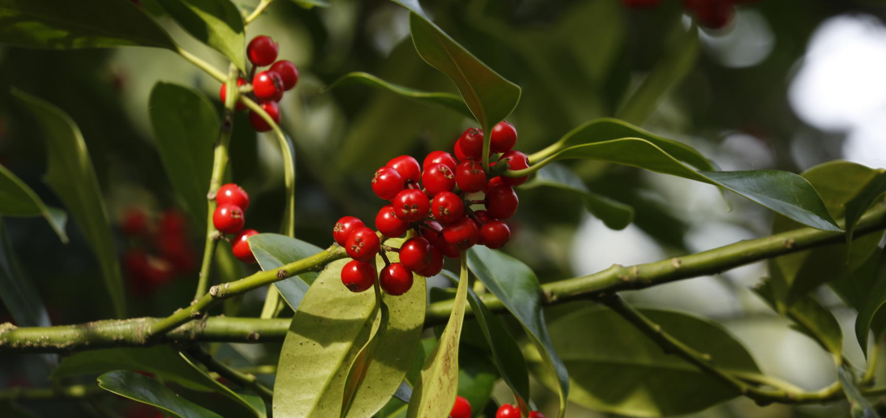 holly berries