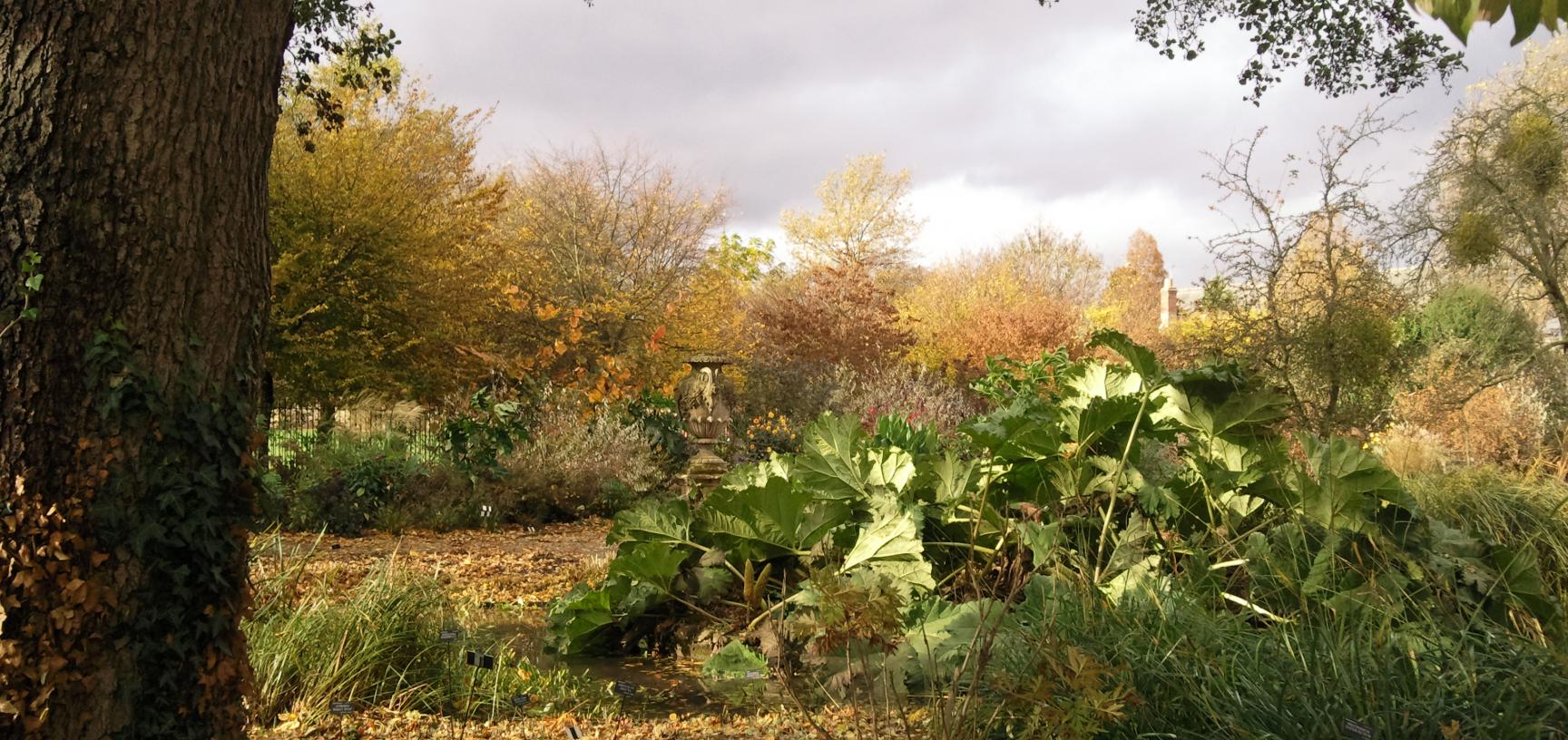 Bog Garden in Autumn