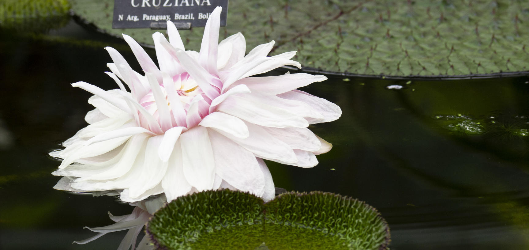 victoria cruziana  glasshouses  water lily house  botanic garden p1012288