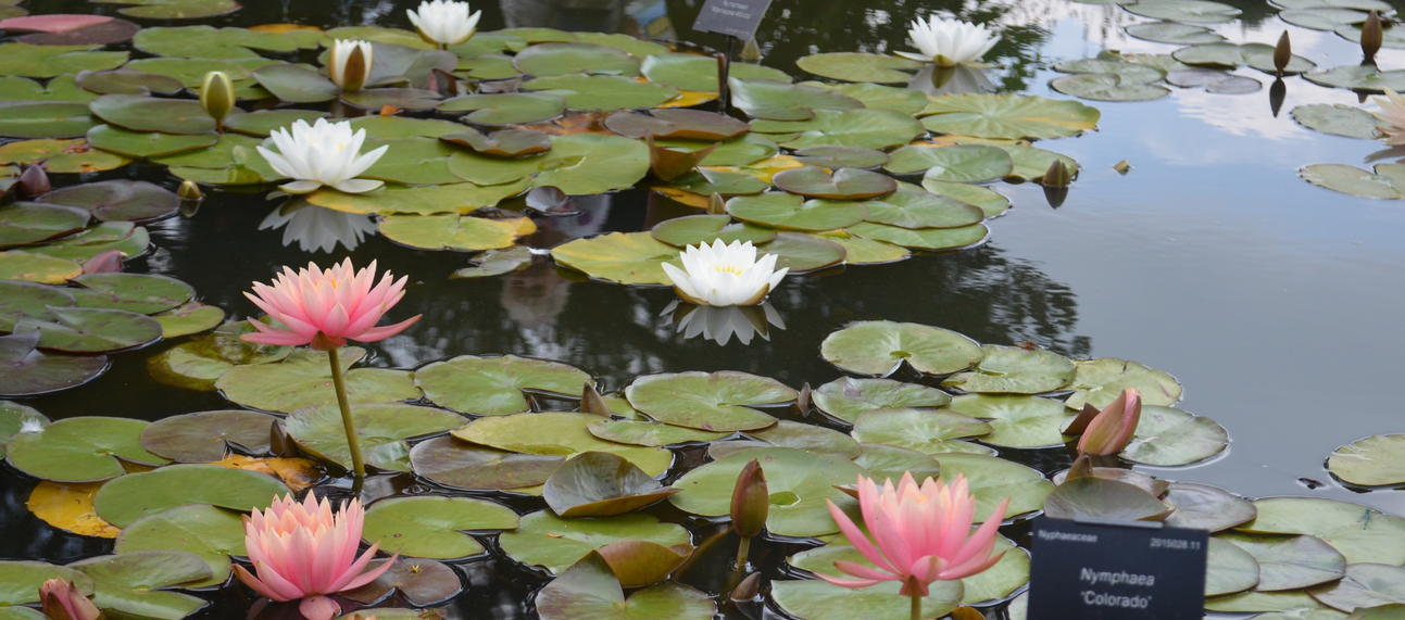 Lily Pond in the Lower Garden