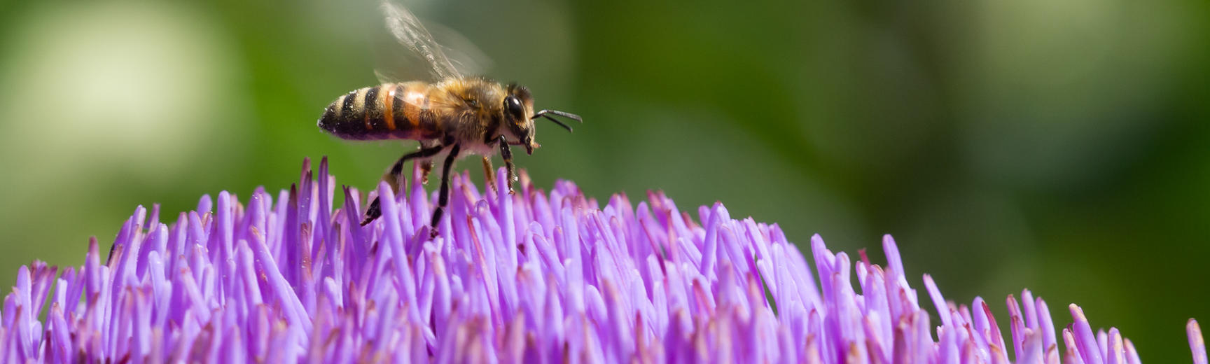 cynara cardunculus  globe artichoke  oxford botanic garden  bee  lower garden  plants that changed the world