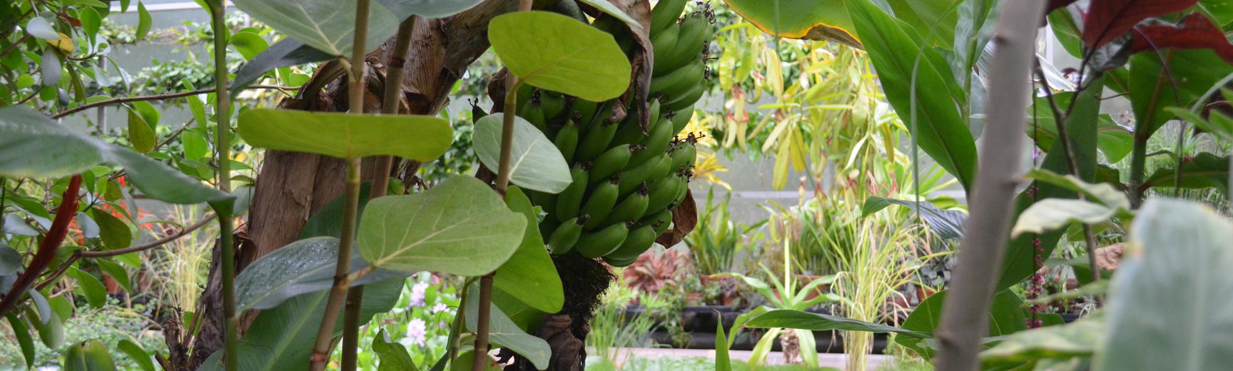 Bananas in the Lily House